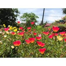 Untuk periode pertama (yang akan dibayar pada tanggal 10 januari 2021 dan tanggal 10 februari 2021) berlaku kupon pembukaan: Buy Satu Keratan Bunga Ros Jepun Jenis Duna Selapis Part 2 Pokok Bunga Pukul 10 Japanese Rose Rose Jepun Seetracker Malaysia