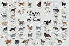 10 Top Different Cat Breeds and Different Cat ...