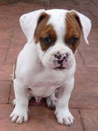 American Bulldog Puppy For Sale American Bulldog Puppies Bulldog Puppies Dogs And Puppies