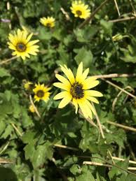 Image result for Arctotheca