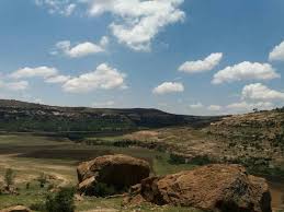 Image result for Maerua aethiopica