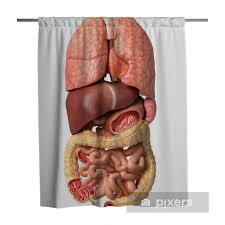 • during this procedure, part of the ductus deferens is ligated and/or excised through an incision in the superior part of the scrotum. Human Male Anatomy Internal Organs Alone Full Respiratory And Shower Curtain Pixers We Live To Change