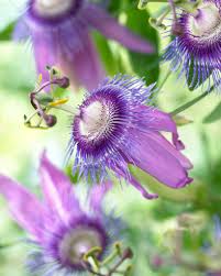Image result for Passiflora edulis