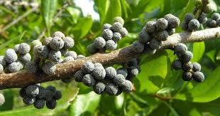 Image result for Myrica salicifolia
