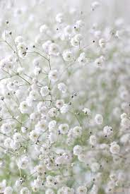 Luna Mi Angel White Flowers Beautiful Flowers Pretty Flowers