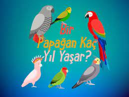 papagan kac yil yasar 2021 papagan papaganlar kus