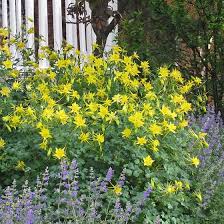 They have a paper due, or are genuinely curious and want to learn more about this event which has had a very large influence on american culture and how we. Golden Spur Columbine Aquilegia Chrysantha High Country Gardens