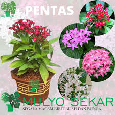Bunga rosela adalah bunga yang berasal dari benua afrika dengan nama latin. Tanaman Hias Verena Merah Bunga Pentas Shopee Indonesia