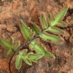 Image result for Cheilanthes viridis