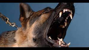 Super fast acting device, harmless to animals and humans! Angry Dog Bark Growl Sound Effects Youtube