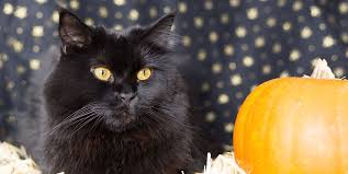 The list would include the american curl, birman well it's all part of the kind of cat or kitten you get short hair and long hair and long hair cats have more fur so the texture of a long haired cats fur. 60 Black Cat Names Good Names For Male And Female Black Cats