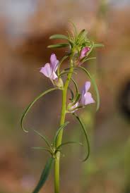 Image result for Misopates