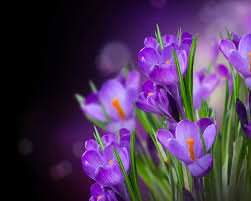 Maybe you would like to learn more about one of these? Wallpaper Violet Flower Crocuses Closeup