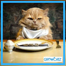 Koleksi gambar kucing paling comel di dunia. Growcatz Tips Kucing Gebu Sihat Dan Comel Publicacoes Facebook