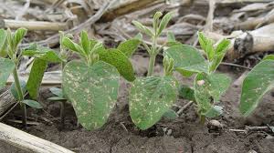 Cell biology of plant infection. Plant Disease Pathogens And Cycles Cropwatch