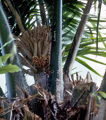 Image result for Elaeis