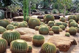 We did not find results for: Que Cuidados Necesita Un Jardin De Cactus Jardineria On