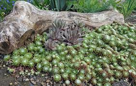 Check spelling or type a new query. How To Create A Rock Garden