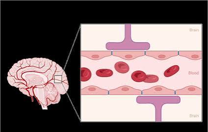 Dihexa Blood-Brain Barrier Permeability