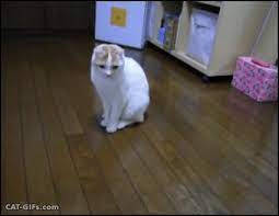 And Here Is My Cat Waiting For Me To Throw The Ball Because He Wants To Play Fetch More Amazing Cat Gifs Http Www Cat Gifs Com Cat Gif Cats Play Fetch