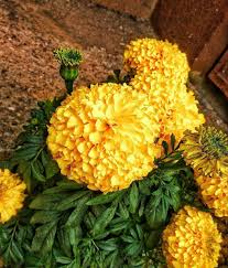 Marigold Flowers Marigold Flower Wholesale Flowers Wedding Wholesale Flowers