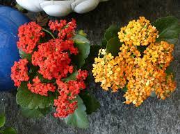 Las Flores De Marzo Que Dan Color A La Primavera Aepjp