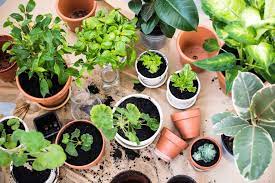 Choose to start onlywith a few herbs and see if you have good conditions for planting more of them. How To Start An Herb Garden On Your Apartment Balcony Apartmentguide Com