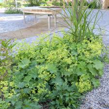Image result for Alchemilla johnstonii