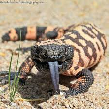 Arizona Lizard Black And White Tail Pin On Beautiful Deserts