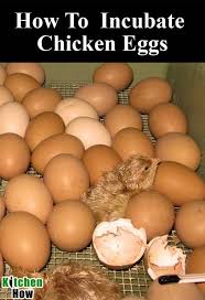 How do you make a homemade egg incubator? How To Incubate Chicken Eggs The Complete Guide Kitchenhow