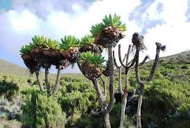 Image result for Crambe kilimandscharica