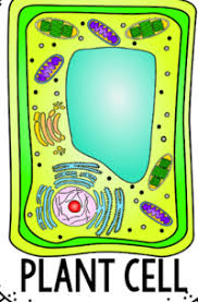 Check spelling or type a new query. Animal Cell Science Quiz Quizizz