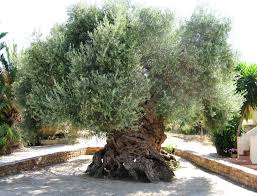 2 000 Year Old Olive Tree In Greece Imgur Olive Tree Tree Ancient Tree
