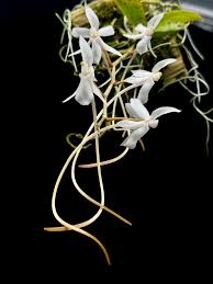 Image result for Aerangis collum-cygni