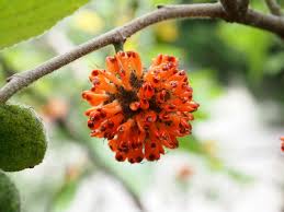 Image result for Broussonetia