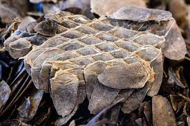 The shy, harmless pangolin is becoming increasingly well known for one reason: As Many As 36 000 Pangolins Killed To Produce Single Shipment Of Scales Conservationists Say