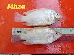 Ini di sebabkan ikan talapia merah mendapat permintaan tinggi baik di restorent harga ikan talapia merah di pasaran sekarang adalah megikut harga runcit adalah 12 /kilogram atau lebih kurang 6 ringgit seekor. Saiz Benih Ikan Tilapia Merah Pembekal Benih Ikan Malaya Facebook