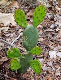 Image result for Cactaceae