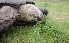 Image result for Sclerodactylon macrostachyum