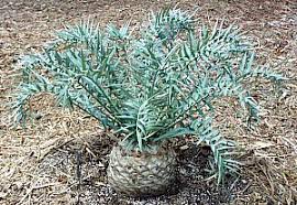 Image result for Encephalartos