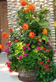 The flowers last for months: Really Long Lasting Flower From Mid Summer To First Frost Container Gardening Flowers Container Plants Container Flowers