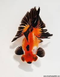 These paticular calico butterfly tails are popular with their beautiful colors and patterns. Butterfly Koi Fish Tank Size Novocom Top