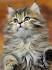 Siberian Cat Rescue - update: available Siberians ...