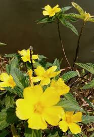 Maybe you would like to learn more about one of these? Yellow Wild Flowers Mondaychallenge Steemit
