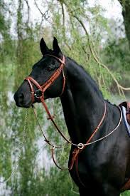 Beautiful Black And Brown Horse Black Horse With Brown Tack Beautiful Horses Handsome Guys Picture Handsome Black Boy Horses Beautiful Horses Pretty Horses
