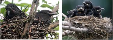 Baby Crow Detective Work