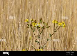 Image result for tbn:HNtrRnQBmFuaxM::www.bluechopsticks.com/img_large/800CC_0805S1015.jpg