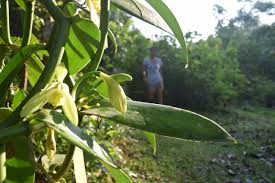 Image result for Vanilla grandifolia