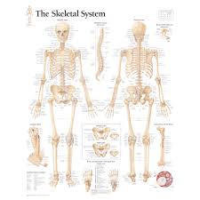 The Skeletal System Chart