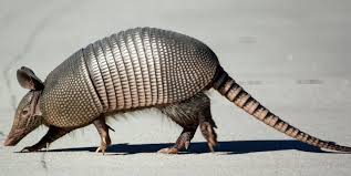 10 Fascinating Animals That Start With The Letter A Animals Armadillo Animals Wild